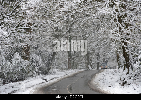 Neve in New Forest National Park in Hampshire REGNO UNITO Foto Stock