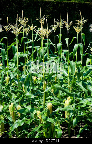 Granturco (il mais dolce) cresce a West Dean Gardens, Chichester, West Sussex, Regno Unito Foto Stock