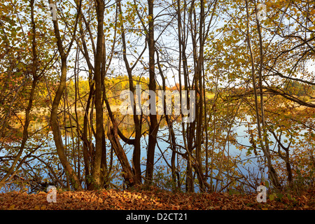 Un bosco misto sul lago in Buetgenbach ( Bütgenbach ) Belgio Foto Stock