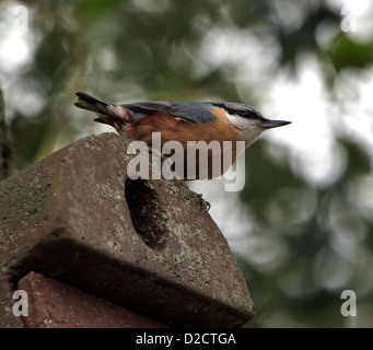 Picchio muratore europeo ( Sitta europaea) in posa su una scatola di nido in una foresta Foto Stock