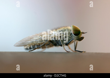 Vista ingrandita di un cavallo-fly (Tabanidae tabanus) poggiante su un pezzo di legno. Foto Stock