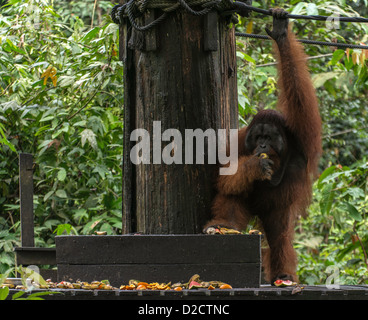 Maschio dominante Bornean orangutan (P. pygmaeus) Sepilok Santuario Sandakan Sabah Borneo Malese Foto Stock