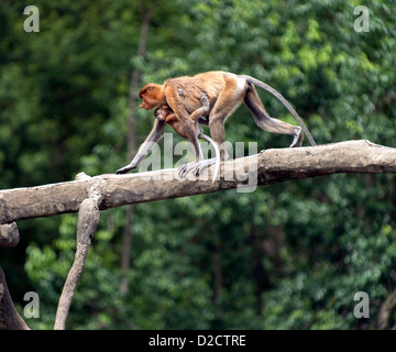 Proboscide di scimmia (Nasalis larvatus) o a becco lungo a piedi di scimmia su un albero con baby Sabah Borneo Malese Foto Stock
