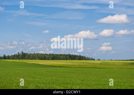 Verde vivace campo in erba, foresta e cloudscape Foto Stock