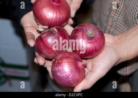 Le cipolle rosse di coltivazione biologica e raccolti in una piccola azienda di famiglia sono visualizzate sulle mani Foto Stock