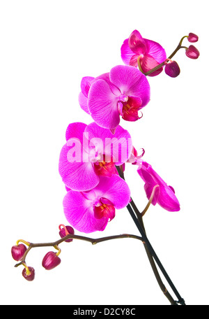 Orchidea viola isolato su sfondo bianco Foto Stock