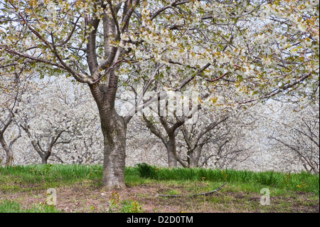 Ciliegi in fiore in primavera nei pressi di Ludington, Michigan, Stati Uniti d'America Foto Stock
