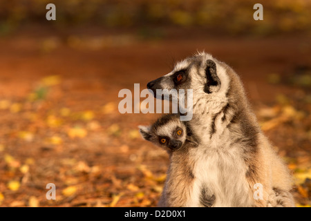 Anello Baby-tail Lemur, Lemur catta e il genitore Foto Stock