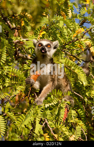 Anello lemure codato, (Lemur catta) alimentazione Foto Stock