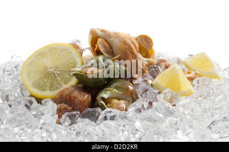 Conchiglia con limone sul ghiaccio Foto Stock