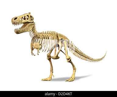 Tyrannosaurus rex skeleton T rex dinosauro carnivoro che misura 5 metri di altezza e del peso di 7 tonnellate Foto Stock
