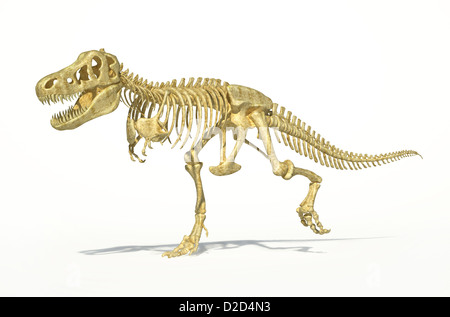 T rex Tyrannosaurus rex a caccia di dinosauri dinosauri Gallimimus Foto Stock