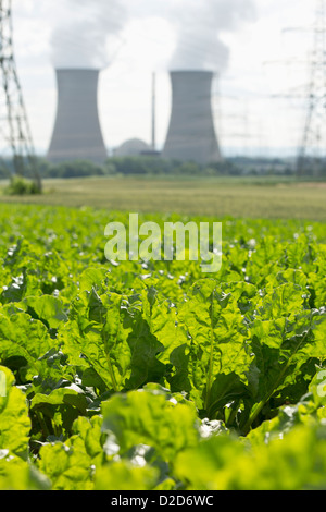 A foglia verde in crescita di raccolto in un campo nella parte anteriore di una centrale nucleare, Grafenrheinfeld, Germania Foto Stock