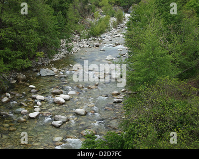 Un piccolo ruscello in una foresta Foto Stock
