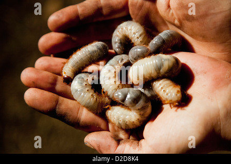 Dettaglio di un uomo con le larve witchetty Foto Stock