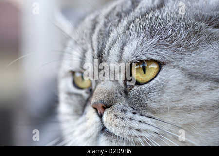 Grigio di un gatto domestico che guarda lontano curiosamente Foto Stock