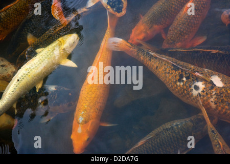 Scuola di pesce Koi nuotare in un stagno Foto Stock