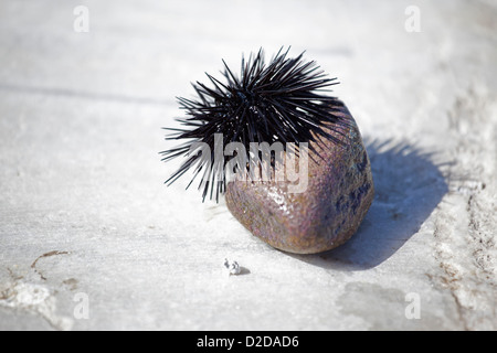 Il nero dei ricci di mare (Echinoidea) sulla piccola pietra Foto Stock