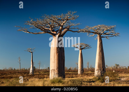 Madagascar, Morondava, piccolo stand di alberi di baobab nella foresta secca ambiente Foto Stock