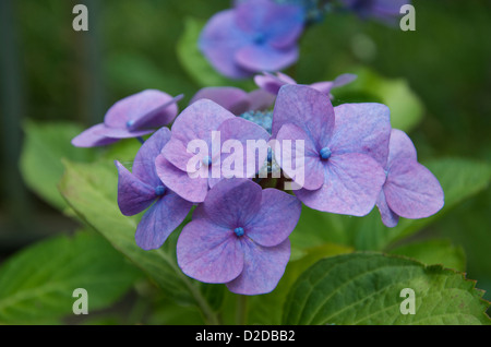 Hydrangea macrophylla Teller fiori blu in tarda estate in giardino Foto Stock