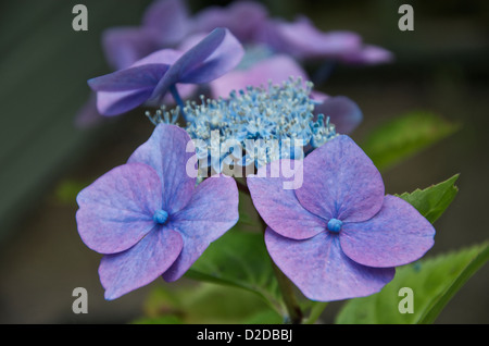 Hydrangea macrophylla 'Teller Blue' fiori Foto Stock