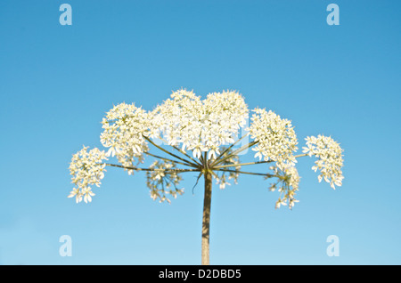 Hogweed comune, Heracleum sphondylium fioritura testa contro un cielo blu. Foto Stock