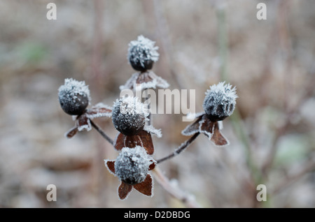 La brina su NERO bacche di Hypericum androsaemum Foto Stock