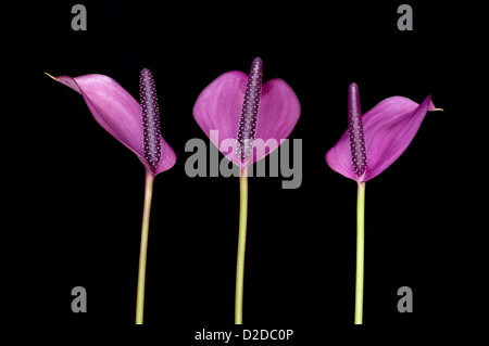 Anthurium anderianum 'Sensa' Trio su sfondo nero Foto Stock