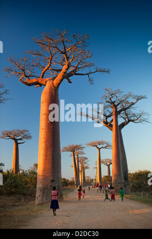 Madagascar, Morondava, Avenue di baobab, Allee des baobab, al tramonto Foto Stock