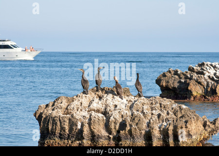 Gruppo di cormorani marino seduta sul mare e roccia cercando su yacht di lusso con persone non riconosciuto Foto Stock