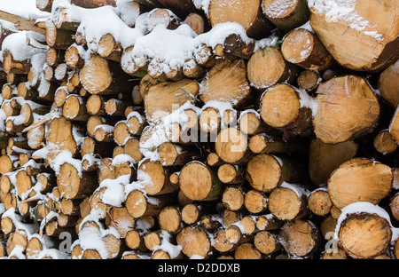 Un gran mucchio di taglio fresco logs ricoperta di neve Foto Stock
