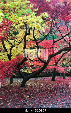 Acer colorati in autunno REGNO UNITO Foto Stock