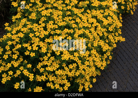 Limone Calendula, Signet Calendula, tagetes tenuifolia Syn. Tagetes signata, Asteraceae. Foto Stock