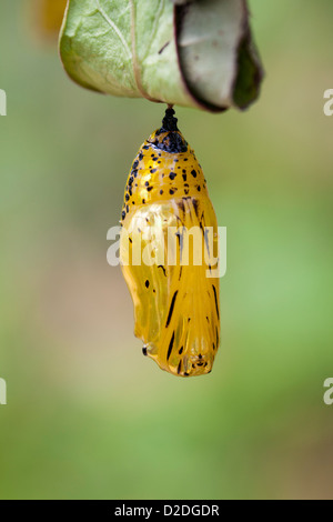 Di colore oro crisalide di un aquilone di carta Butterfly, Idea leuconoe, attaccato ad una foglia. Foto Stock