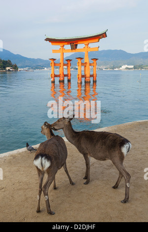 Giappone, Kyushu, Hiroshima, l'isola di Miyajima, cervi Foto Stock
