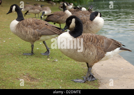 Oche e stagno in Regents Park a Londra in Inghilterra Foto Stock