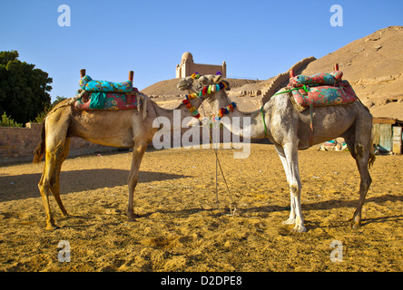 AGA KHAN mausoleo sulle rive del fiume Nilo ad Aswan con due cammelli Foto Stock