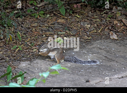 Massa a strisce di alimentazione scoiattolo sul terreno in Gambia Foto Stock