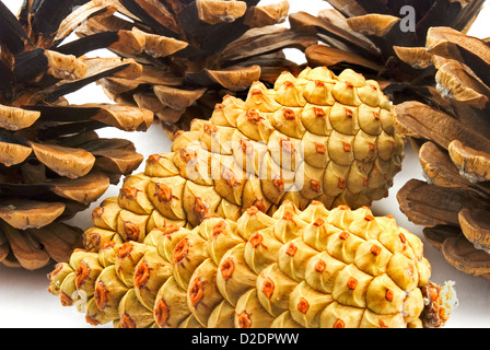 Pigne e dadi fotografato su sfondo bianco Foto Stock