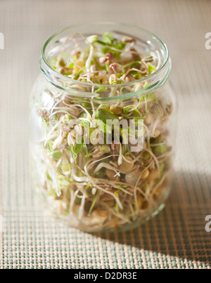 Molti germogli di cereali in crescita in un barattolo di vetro Foto Stock