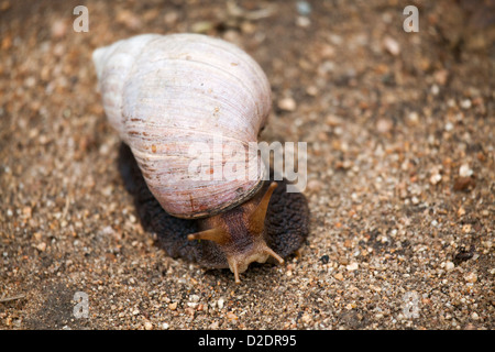 Lumaca gigante sulla strada Foto Stock