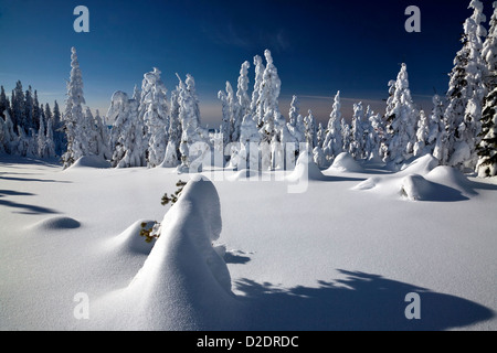 WASHINGTON - neve alberi intonacata in corrispondenza di un bordo di una chiara definizione del vertice di Amabilis montagna vicino a Snoqualmie Pass. Foto Stock