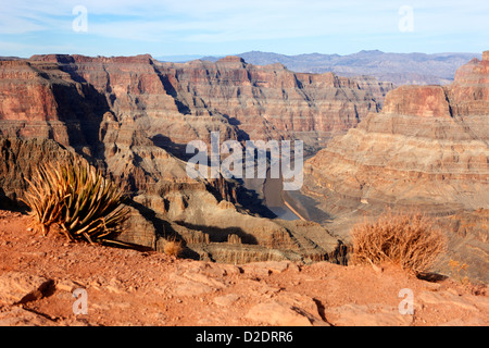 Guardando oltre il bordo nel Grand Canyon e il fiume Colorado guano point Grand Canyon West arizona usa Foto Stock