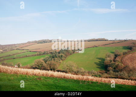 Una bellissima vista della campagna inglese in Ashcombe, Devon, Inghilterra. Una valle con alberi, erba e vecchi impianti di granturco dolce. Foto Stock