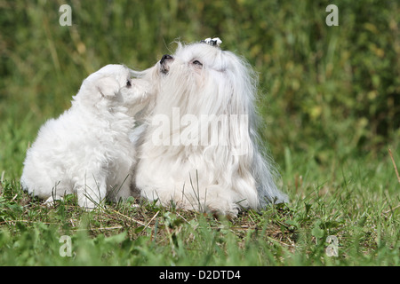 Cane cane Maltese / Bichon Maltais adulto e cucciolo in un prato Foto Stock