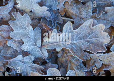 Rovere lascia {Quercus petraea} coperto di brina. Parco Nazionale di Peak District, Derbyshire, Regno Unito. Novembre. Foto Stock