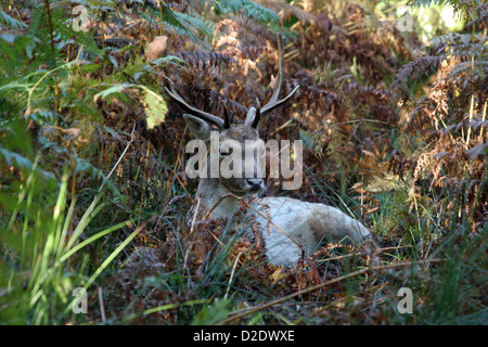 Cervi Sika in appoggio a Ferns Foto Stock