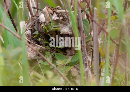 Marsh Wren (Cistothorus palustris) venuta fuori del nido in canne a Buttertubs Marsh, Nanaimo, BC, Canada in giugno Foto Stock