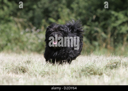 Cane Havanese / Bichon Havanais / Havaneser cucciolo (nero) in esecuzione in un prato Foto Stock