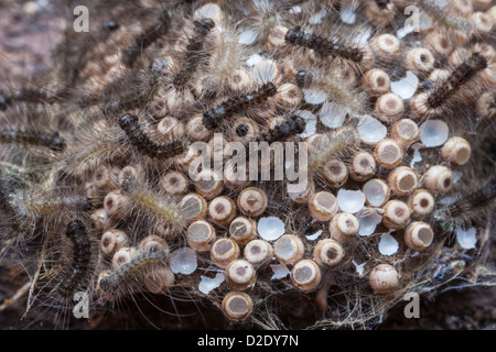 Comune falena Vaporer (Orgyia antiqua) le uova. Recentemente sono emersi i bruchi si vede mangiare loro Uovo di casi. Regno Unito. Foto Stock